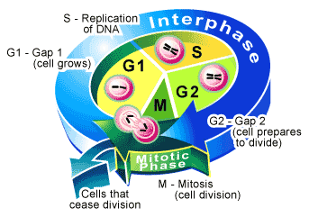 cell division cycle