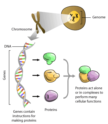 genome picture
