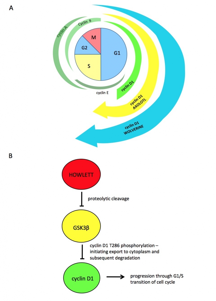 HOWLETT: NOVEL WOLVERINE PROTEIN CONTRIBUTES TO RAPID REGENERATION AND ...